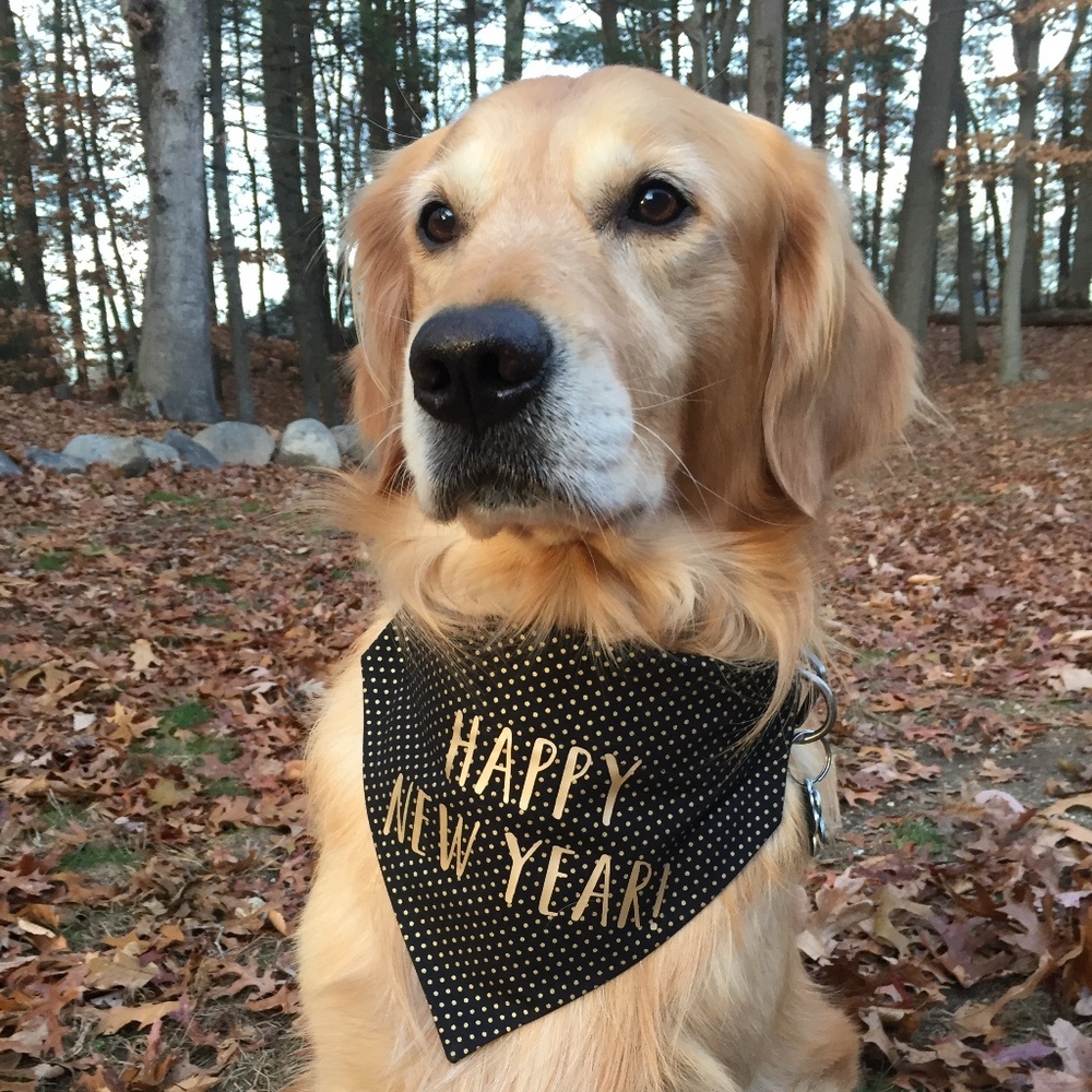 Dog Bandana - Happy New Year - Small